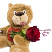 Teddy with a Red Rose